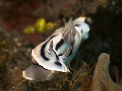 'With full speed' from Lembeh. Taken with Olympus E-20 in... by Istvan Juhasz 